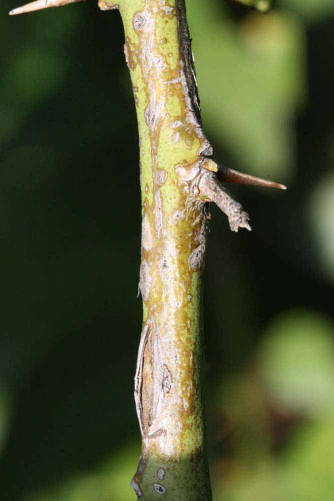            Second - third year twig (Abhayapuri, Riverside, CA)   